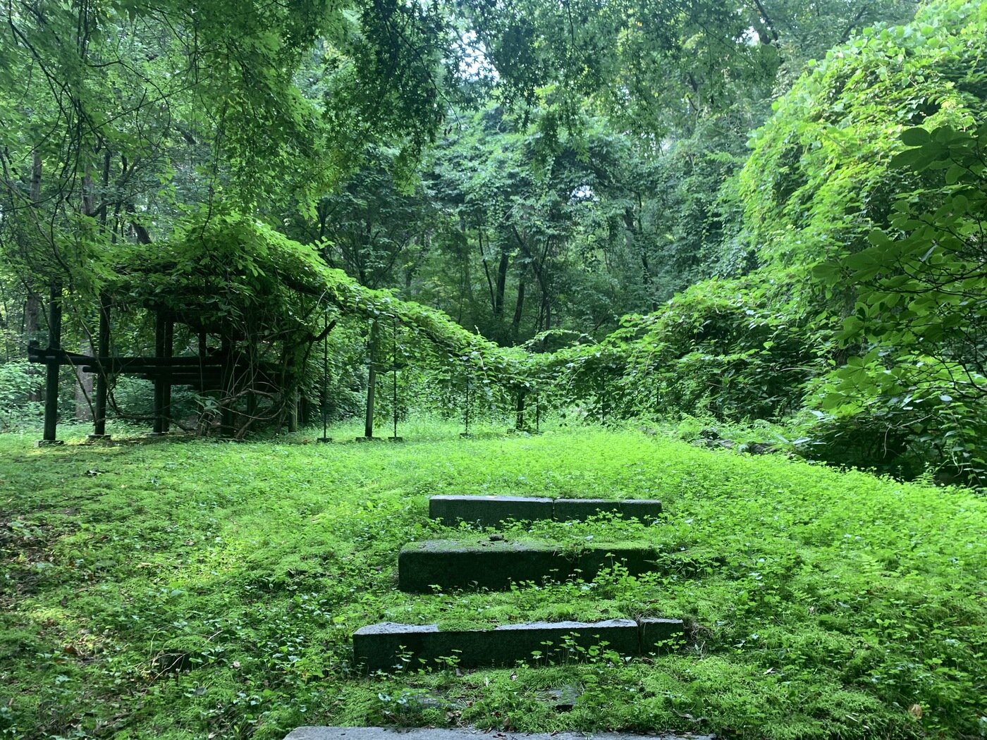 본문 이미지 - 천연기념물 다래나무. 문화재청 제공
