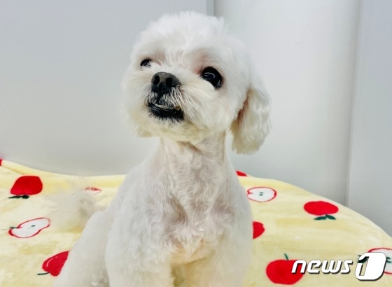 [가족의 발견(犬)]두 번 파양에도 여전히 밝은 '미소천사' 강아지 - Vimarsana News