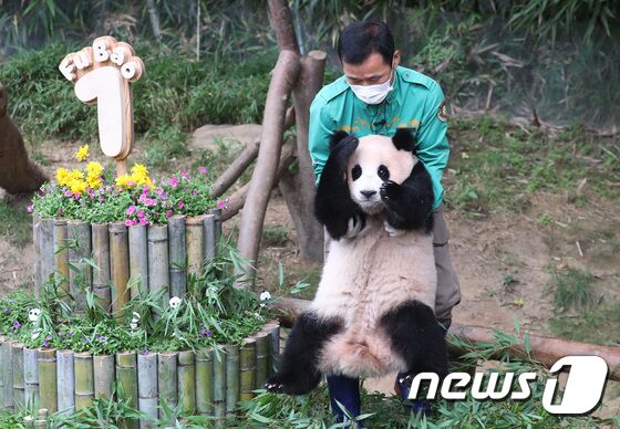  경기도 용인시 처인구 에버랜드 판다월드에서 푸바오가 돌잡이를 하러 오고 있다. 에버랜드는 이날 오전 푸바오의 첫 생일을 축하하는 랜선 돌잔치를 열고 일반 고객 초청 없이 판다월드 개장 전에 동물원 일부 직원들만 참석한 가운데 진행됐다. 2021.7.20/뉴스1 © News1 