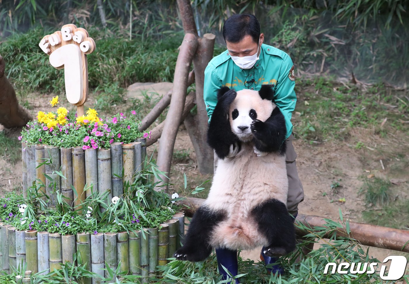 본문 이미지 - 국내 최초의 아기 판다 '푸바오'가 첫돌을 맞이한 20일 오전 경기도 용인시 처인구 에버랜드 판다월드에서 푸바오가 돌잡이를 하러 오고 있다. 에버랜드는 이날 오전 푸바오의 첫 생일을 축하하는 랜선 돌잔치를 열고 일반 고객 초청 없이 판다월드 개장 전에 동물원 일부 직원들만 참석한 가운데 진행됐다. 2021.7.20/뉴스1 ⓒ News1 김영운 기자