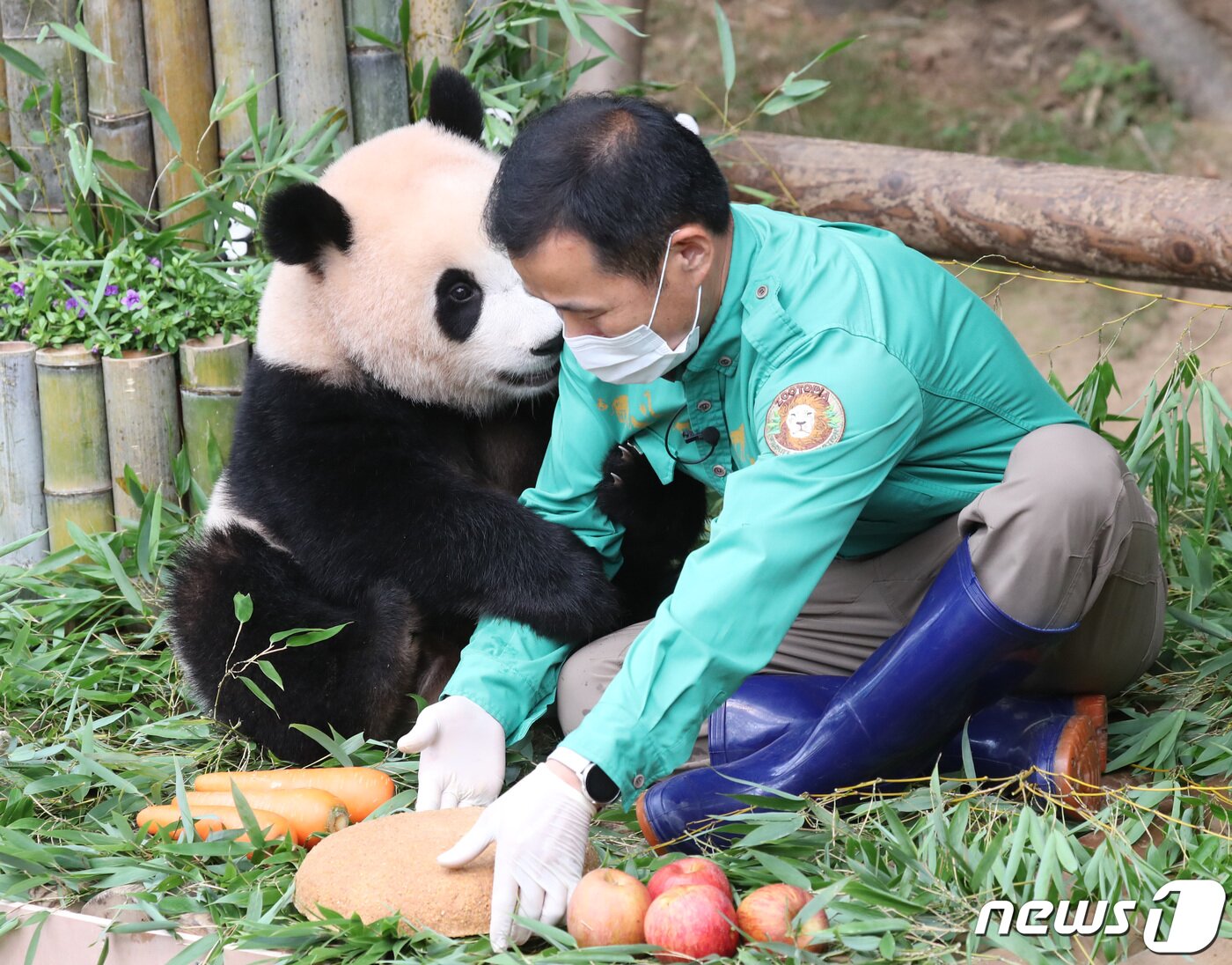 본문 이미지 - 국내 최초의 아기 판다 '푸바오'가 첫돌을 맞이한 20일 오전 경기도 용인시 처인구 에버랜드 판다월드에서 푸바오가 강철원 사육사에게 매달리고 있다. 2021.7.20/뉴스1 ⓒ News1 김영운 기자