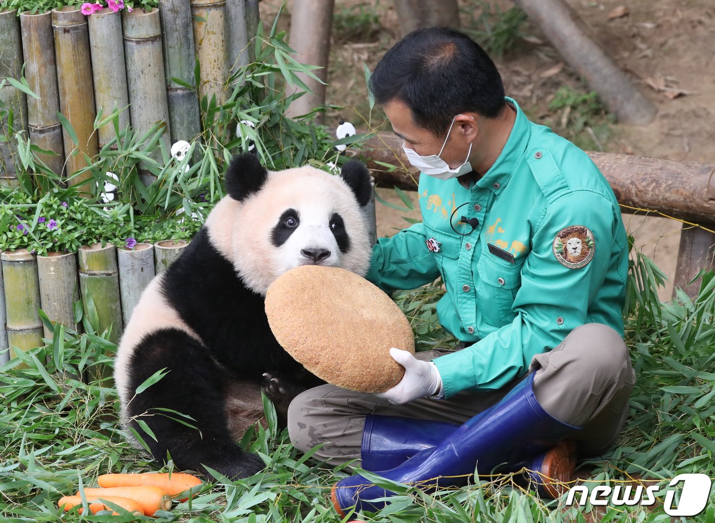 본문 이미지 - 국내 최초의 아기 판다 '푸바오'가 첫돌을 맞이한 20일 오전 경기도 용인시 처인구 에버랜드 판다월드에서 푸바오가 돌잡이를 하고 있다. 에버랜드는 이날 오전 푸바오의 첫 생일을 축하하는 랜선 돌잔치를 열고 일반 고객 초청 없이 판다월드 개장 전에 동물원 일부 직원들만 참석한 가운데 진행됐다. 2021.7.20/뉴스1 ⓒ News1 김영운 기자