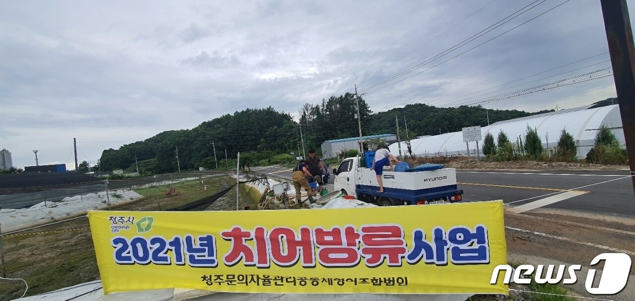 본문 이미지 - 충북 청주시 관계자들이 대청호에 토종붕어 40여만마리를 방류하고 있다.(청주시 제공).2021.7.20/ⓒ 뉴스1
