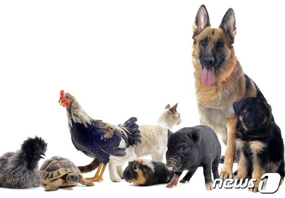 강아지, 고양이, 닭 등 동물. 사진 이미지투데이 © 뉴스1