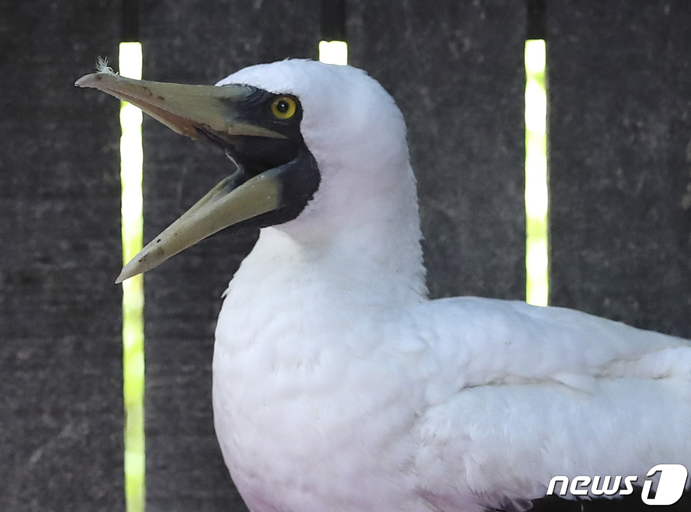 (울산=뉴스1) 윤일지 기자 = 국내에서 발견 보고가 거의 없는 '푸른얼굴얼가니새'가 21일 울산 남구 야생동물구조관리센터에서 치료 및 보호를 받고 있다. 우리나라에서 푸른얼굴얼가 …