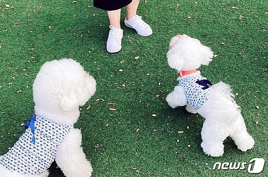 본문 이미지 - 더위를 피하기 위해 냉감 소재 의류를 입은 강아지들. (르메이애견 제공) ⓒ 뉴스1