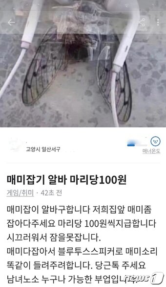 본문 이미지 - 지난 28일 고양시 지역 온라인 중고거래 커뮤니티에 올라온 매미 퇴치 구인글. (현재 게시글은 삭제된 상태) ⓒ 뉴스1
