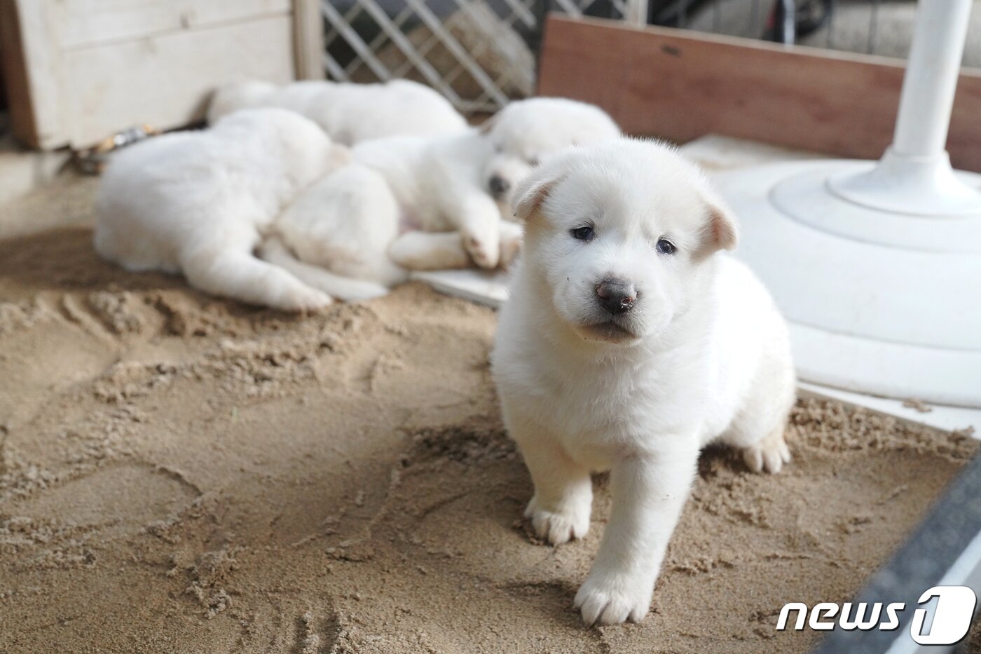 본문 이미지 - 문재인 대통령이 3일 사회관계망서비스(SNS)를 통해 북한에서 온 풍산개 ‘곰이’와 원래 데리고 있던 풍산개 ‘마루’ 사이에 낳은 새끼들을 공개했다.(청와대 제공)2021.7.3/뉴스1