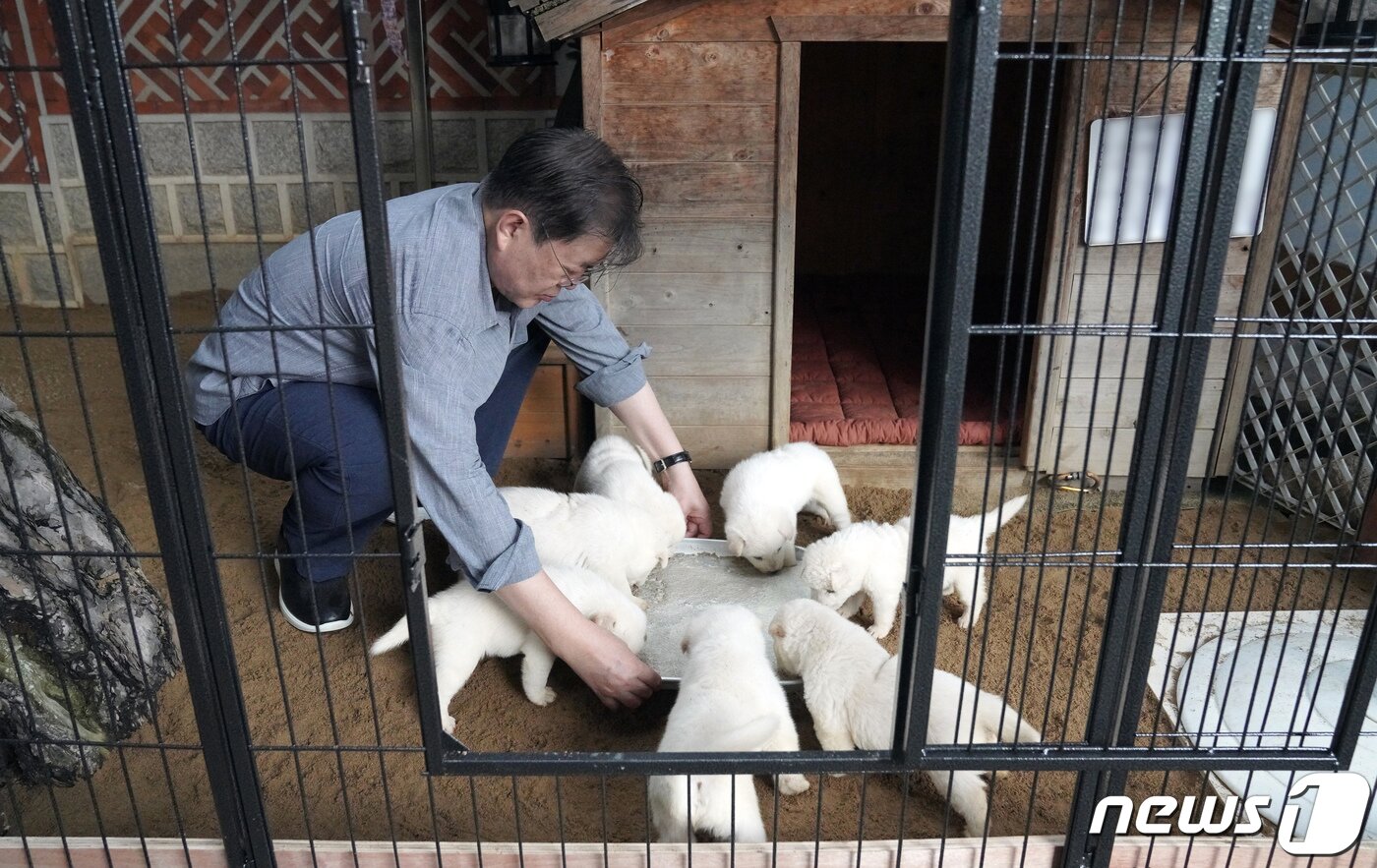 본문 이미지 - 문재인 대통령이 3일 사회관계망서비스(SNS)를 통해 북한에서 온 풍산개 ‘곰이’와 원래 데리고 있던 풍산개 ‘마루’ 사이에 낳은 새끼들을 공개했다.(청와대 제공)2021.7.3/뉴스1