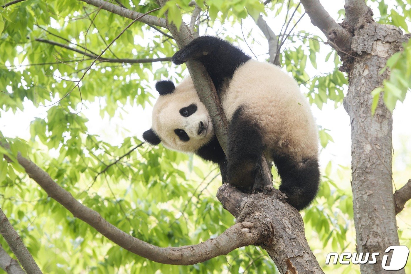 본문 이미지 - 에버랜드가 국내 최초의 아기판다인 푸바오 첫 생일을 앞두고 고객들과 함께 하는 '해피 판다 위크'를 7월 한 달간 진행한다고 5일 전했다. 7월은 푸바오(20일) 뿐만 아니라 어미 아이바오(13일)와 아빠 러바오(28일)는 물론, 판다 할배로 유명한 강철원 사육사(18일)까지 판다 가족의 생일이 모두 모여 있는 특별한 달이다. '해피 판다 위크' 기간 에버랜드 판다월드에서는 판다 가족의 생일을 축하하는 다채로운 프로그램이 진행된다.사진은 오는 20일 첫 생일을 앞두고 있는 국내 최초의 아기판다 '푸바오'. (에버랜드 제공) 2021.7.5/뉴스1
