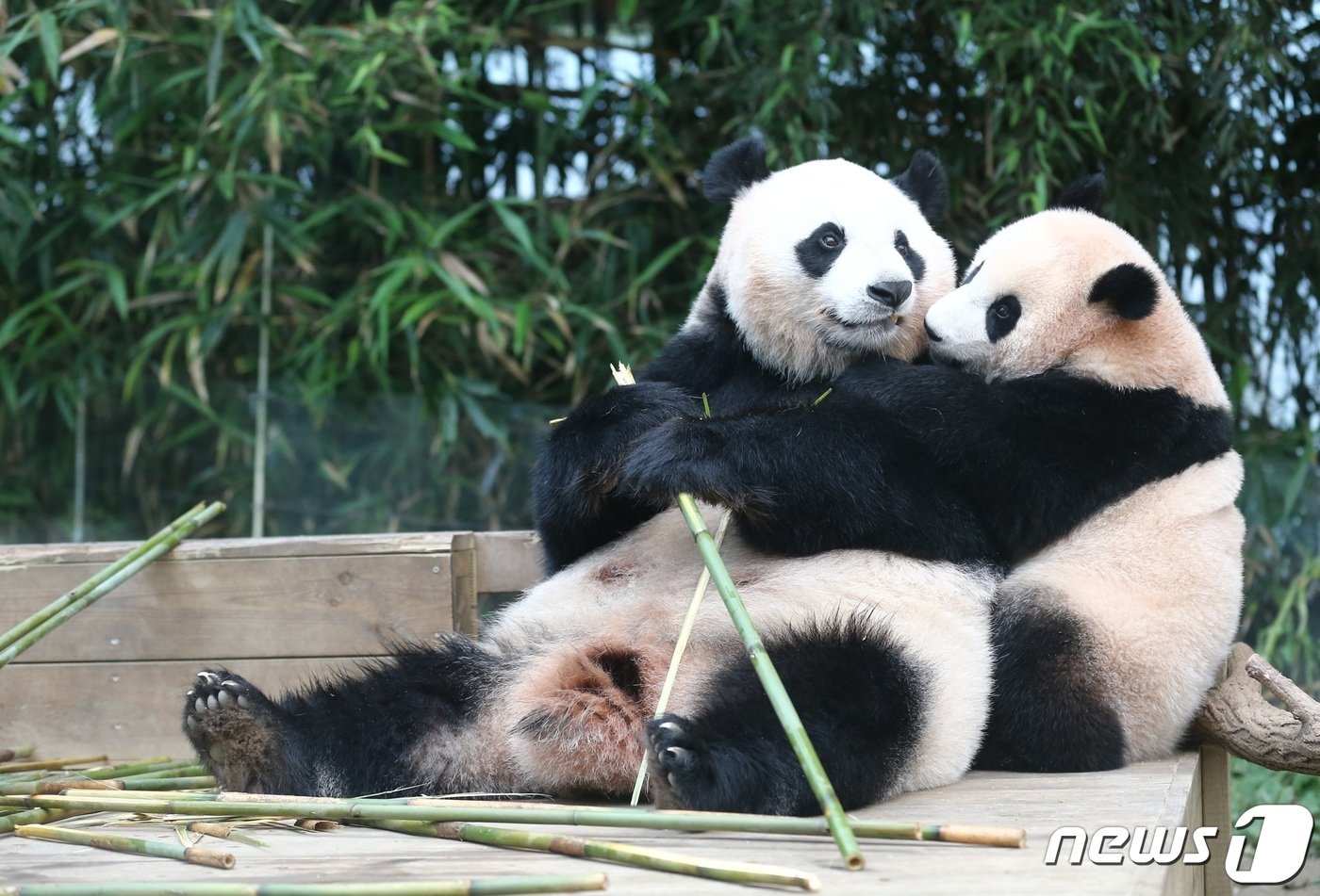본문 이미지 - . 사진은 어미 판다 '아이바오'와 아기 판다 '푸바오'. (에버랜드 제공) 2021.7.5/뉴스1