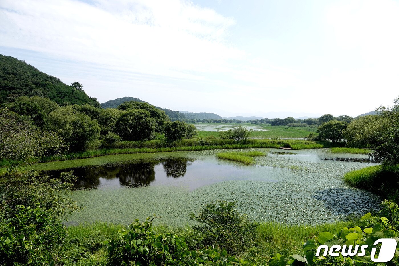 본문 이미지 - 창녕 우포늪 전경. (창녕군 제공) ⓒ 뉴스1