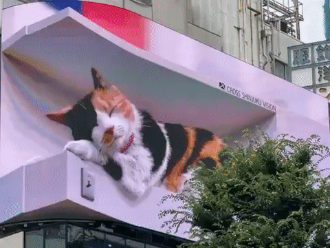 본문 이미지 - 일본 도쿄의 한 거리에 거대한 크기의 고양이 광고판이 등장했다. (트위터 갈무리) ⓒ 뉴스1