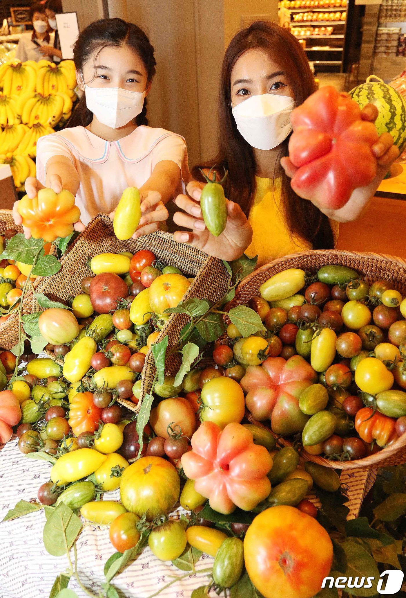 (서울=뉴스1) = 신세계백화점이 에어룸(heirloom) 토마토 20여종을 오는 14일부터 전 점 식품관에서 판매한다고 12일 전했다.에어룸 토마토는 전통방식으로 씨를 직접 받고 …