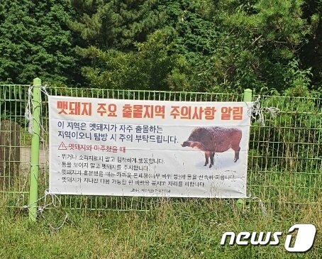 본문 이미지 - 제주시는 오는 10월까지 멧돼지 출몰이 잡은 바리메 오름, 골프장 3곳(타미우스, 엘리시안, 골프존 카운티 오라)에서 집중적으로 야간포획을 할 계획이다.사진은 제주시가 멧돼지 출몰 지역에 걸어놓은 현수막(제주시 제공)ⓒ 뉴스1