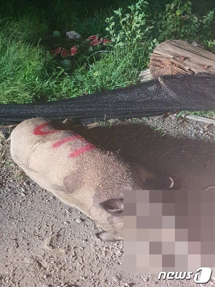 본문 이미지 - 제주시 아라동에서 포획된 무게 230kg 야생 멧돼지(독자 제공)ⓒ 뉴스1ⓒ 뉴스1