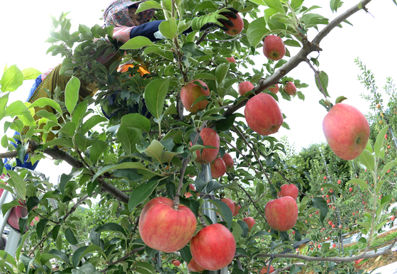 농진청·국민대·서울시립대, 과수 탄소 흡수 산정 체계 국내 최초 개발