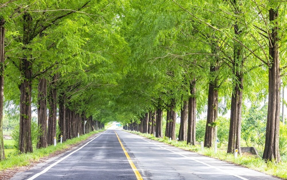 본문 이미지 - 곡성 메타세쿼이아길