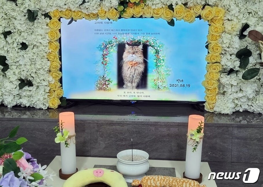 본문 이미지 - 국내 최장수묘 밍키가 19일 28세의 나이로 생을 마감했다. (김재영 수의사 페이스북 갈무리) ⓒ 뉴스1