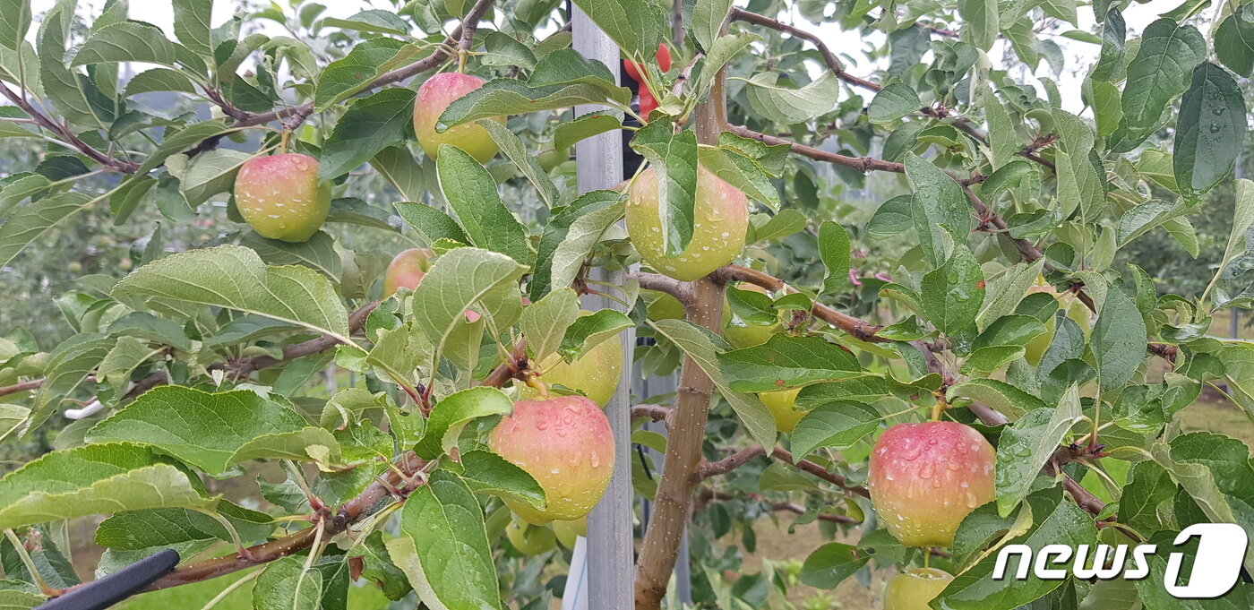 본문 이미지 - 기아자동차 출신의 김홍태 홍 애플팜 대표는 2017년부터 강원 정선군으로 귀농해 고품질 사과를 재배, 연내 5톤의 사과를 생산할 것으로 예상하고 있다. (홍 애플팜 제공) 2021.8.21/ 뉴스1