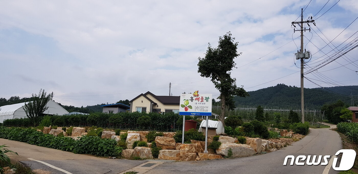 본문 이미지 - 김홍태 홍 애플팜 대표는 2017년 강원 정선군으로 귀농해 고품질 사과를 재배, 연내 5톤의 사과를 생산할 것으로 예상하고 있다. (홍 애플팜 제공) 2021.8.21/ 뉴스1