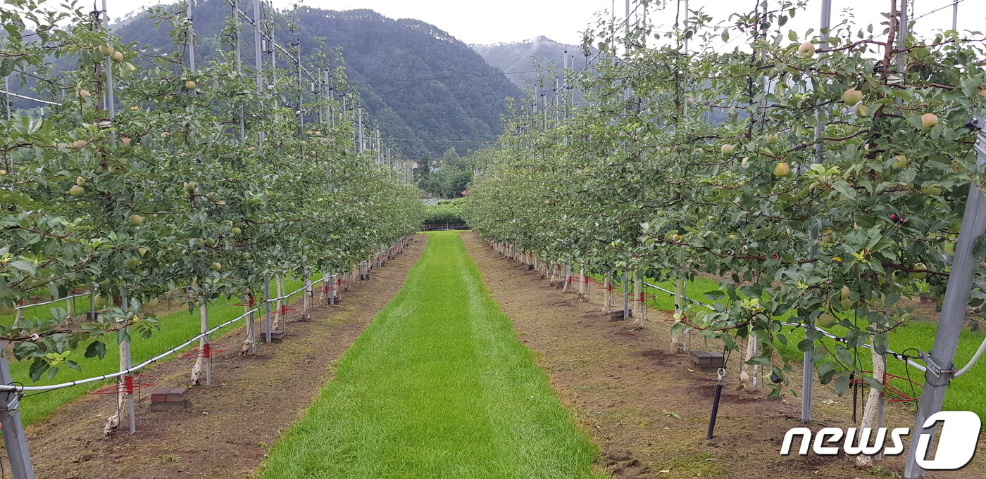 본문 이미지 - 홍 애플팜 농원 (홍 애플팜 제공) 2021.8.21/ 뉴스1