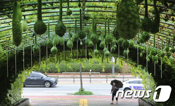 더위도 가시고 신선한 가을을 맞이한다는 절기상 '처서'(處暑)인 23일 오전 경기도 수원시 장안구청 앞 박 터널에 박들이 주렁주렁 매달려있다. © News1 김영운 기자