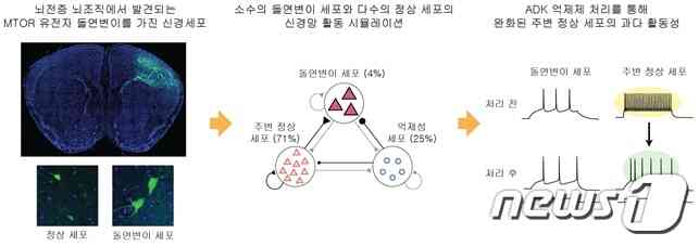 유전체학, 신경생물학, 계산뇌과학 분야에 걸친 공동 연구를 통해 발견한 뇌전증 관련 발작활성도의 완화 효과(그림제공:KAIST )© 뉴스1
