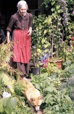 본문 이미지 - 타샤와 코기 / 사진출처 = 튜더의 정원