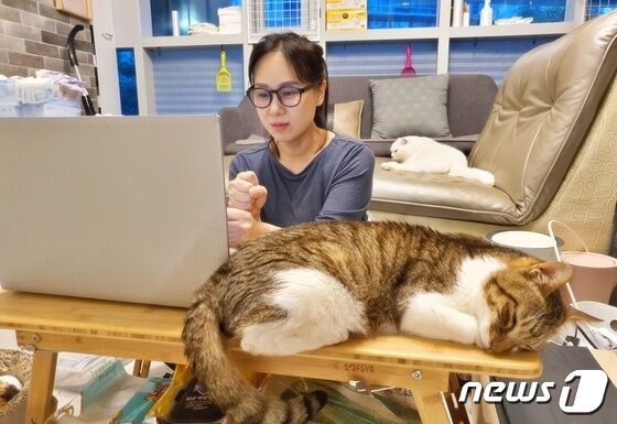 베테랑 캣맘'이 이웃 갈등 줄이려 한 행동은… 베테랑 캣맘'이 이웃 갈등 줄이려 한 행동은…