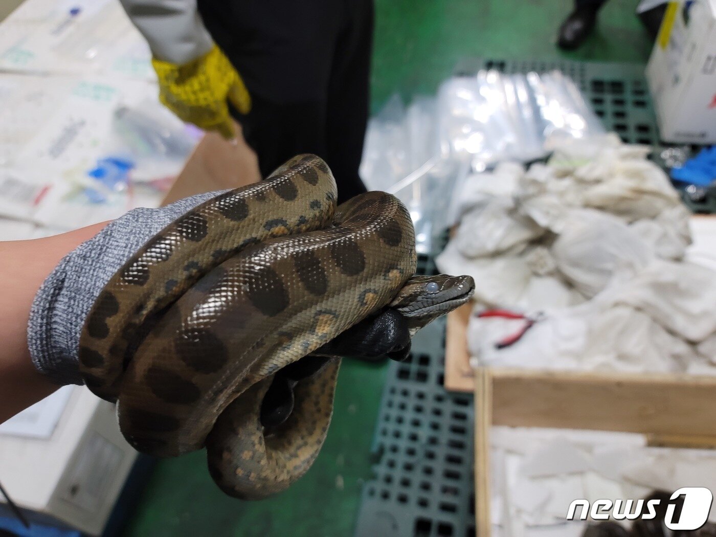 본문 이미지 - 그린아나콘다(인천본부세관 제공)2021.8.4/뉴스1 ⓒ News1 박아론 기자