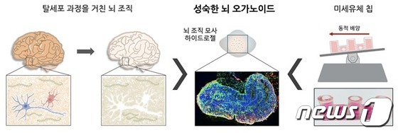 연구진이 개발한 ‘인간 미니 뇌 배양 플랫폼’ 모식도(IBS 제공)© 뉴스1