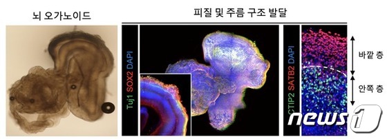 뇌 오가노이드의 피질 및 구조 발달을 확인하는 3차원 이미지 분석(IBS 제공)© 뉴스1