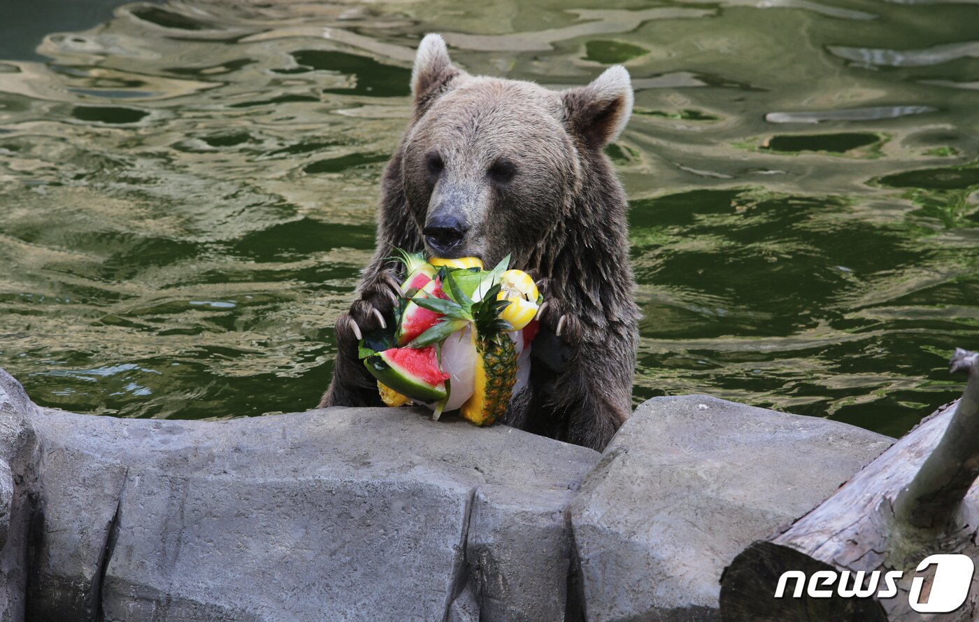본문 이미지 - 서울대공원에서 유럽 불곰이 얼린 과일을 먹고 있다(서울대공원 제공).ⓒ 뉴스1