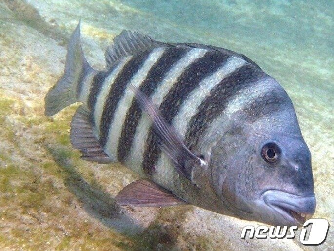 본문 이미지 - 양머리 물고기의 전체 모습 - 제네트 피어 페북 갈무리