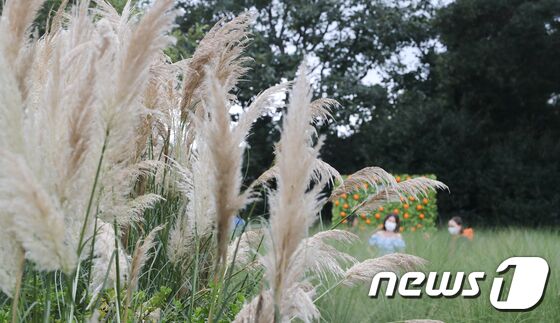 1일 팜파스그라스가 만발한 제주 서귀포시 휴애리자연생활공원에서 관광객들이 가을 정취를 즐기고 있다. 오현지 기자