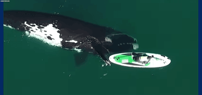 본문 이미지 - 영국 일간 가디언이 온라인에 공개한 영상에는 남방긴수염고래와 함께 항해를 즐긴 보트의 모습이 담겼다. (유튜브 갈무리) ⓒ 뉴스1