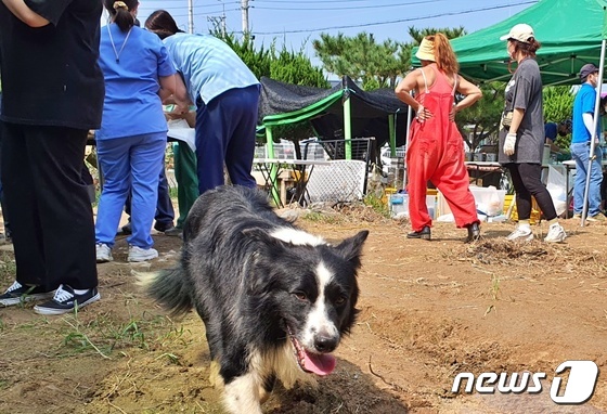 12일 경기 평택시의 한 유기동물쉼터에서 수의사들이 봉사를 하고 있다. © 뉴스1 최서윤 기자