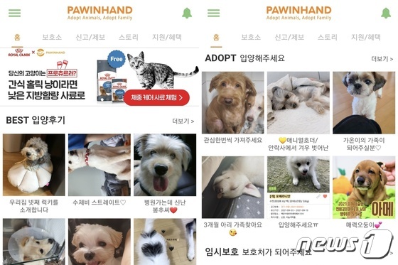 유기유실동물 입양 플랫폼 포인핸드 (포인핸드 앱 갈무리) © 뉴스1
