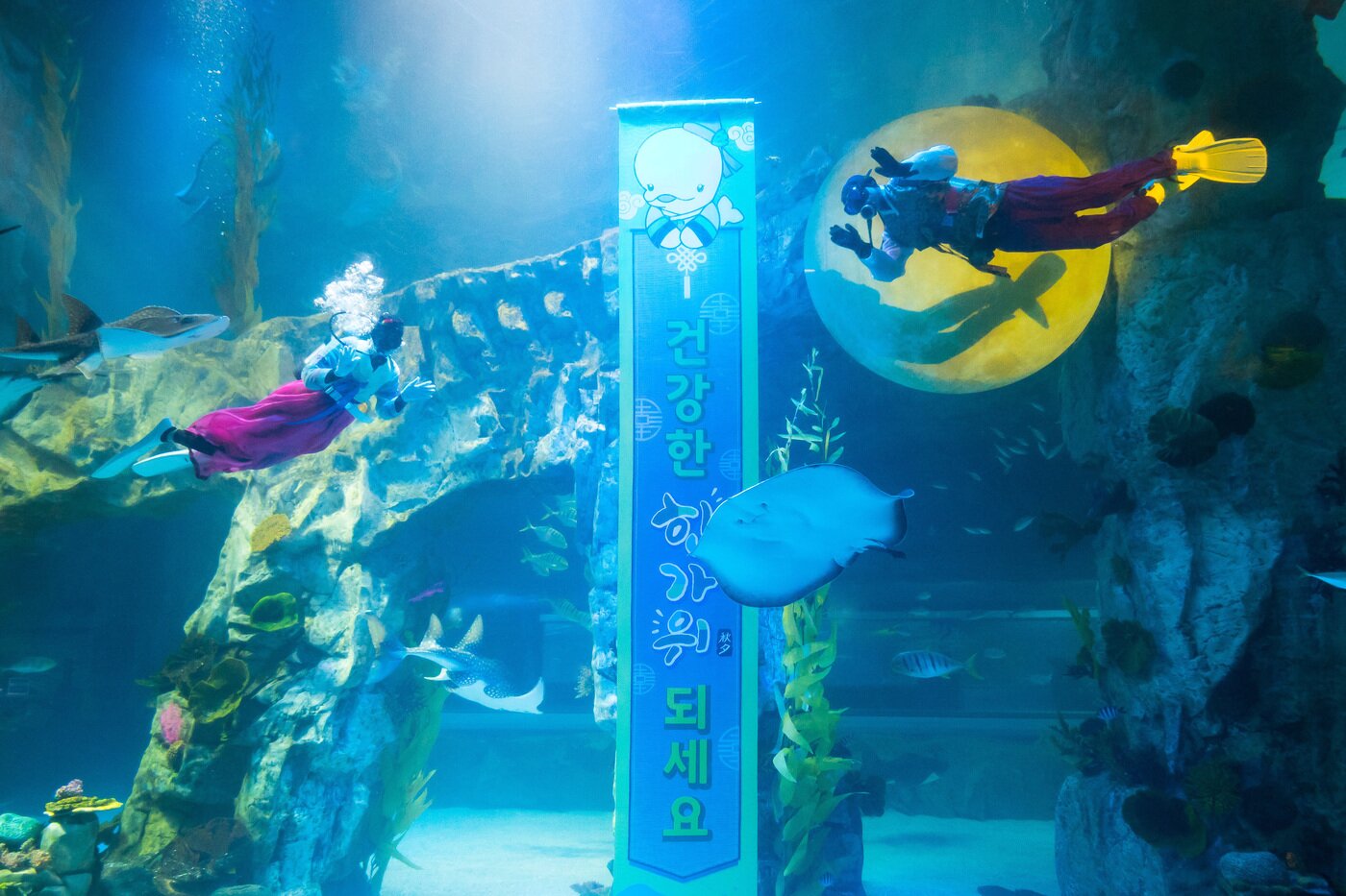 본문 이미지 - 롯데월드 어드벤처 아쿠아리움 메인수조 보름달