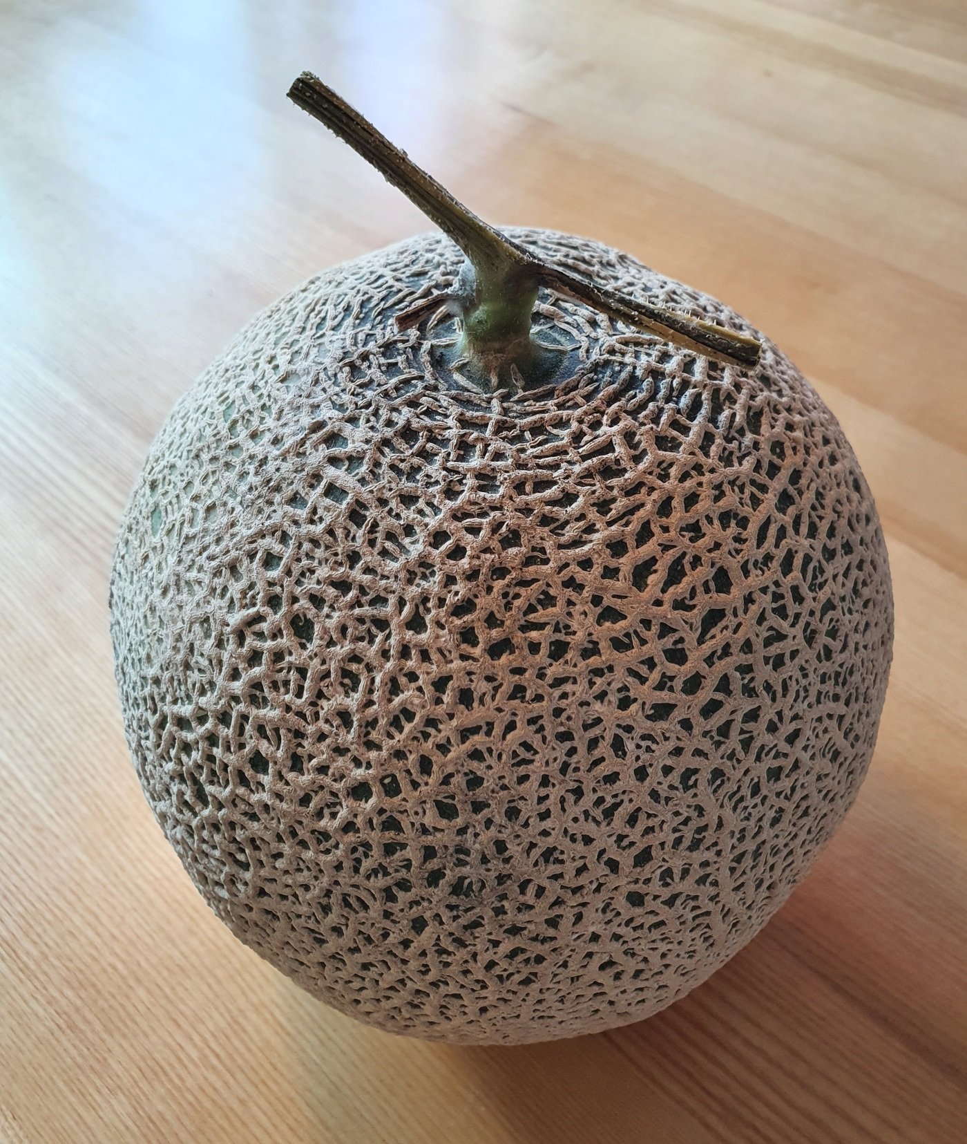 본문 이미지 - 머스크 멜론. 조성관 작가 제공