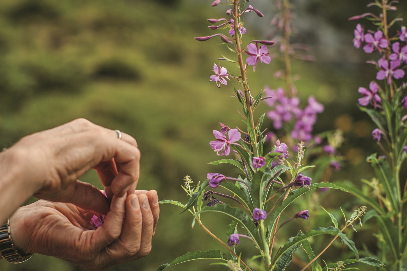 본문 이미지 - 린더넨(Lindernen) 오두막 주변 모습 / 스위스관광청 제공