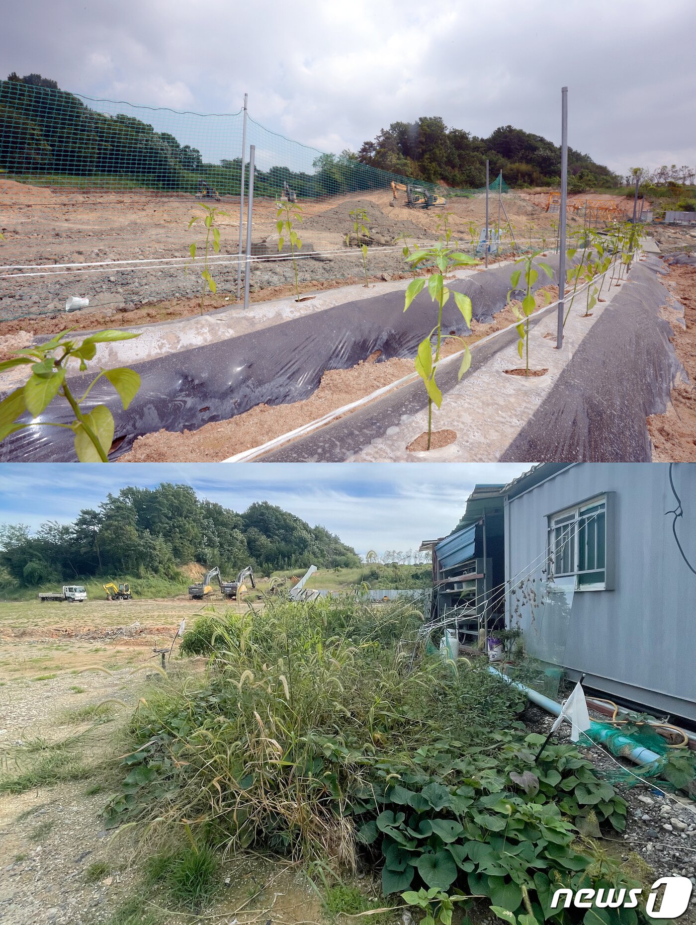 본문 이미지 - (위)지난 5월27일 오후 광주 서구 금호동 소재 축구선수 기성용(프로축구 FC서울)과 아버지 기영옥 전 광주FC 단장 소유 토지에 심어진 고구마와 고추 모종. (아래) 지난 24일 같은 공간이 방치된 모습. 2021.9.27/뉴스1
