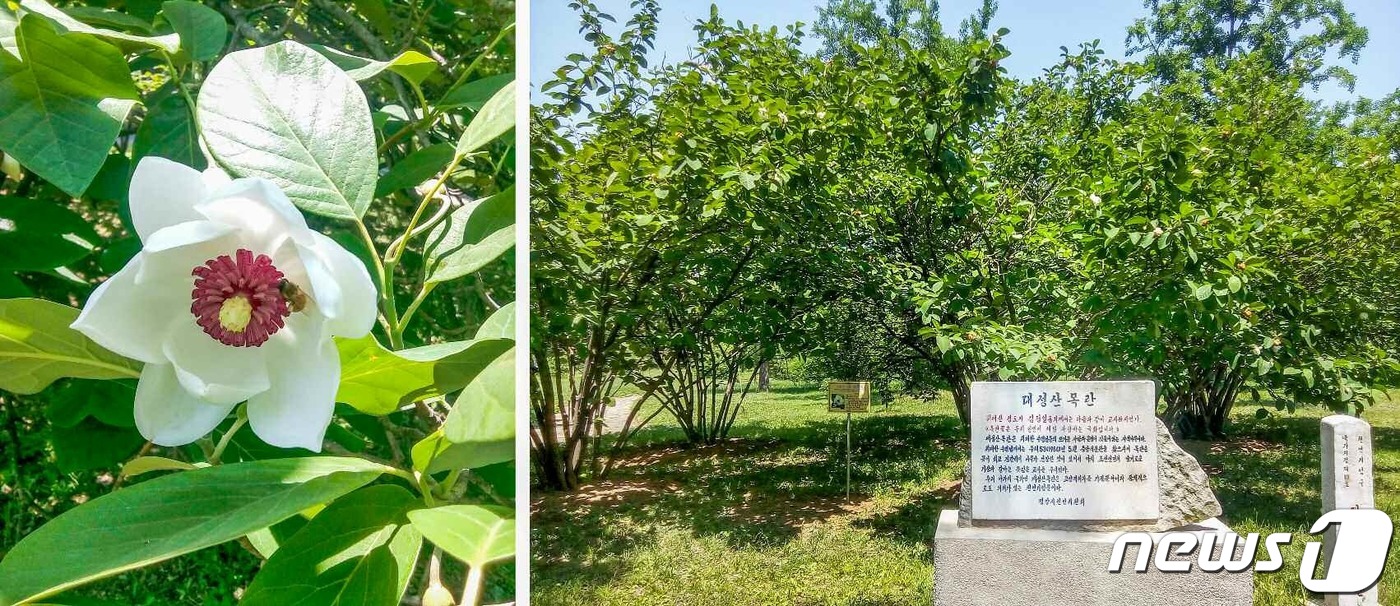 (평양 노동신문=뉴스1) = 북한 노동당 기관지 노동신문은 26일 '우리 인민이 사랑하는 국화'라며 목란꽃을 소개했다. 신문은 목란꽃을 두고 "우리 인민의 모습과 기질을 닮은 꽃" …