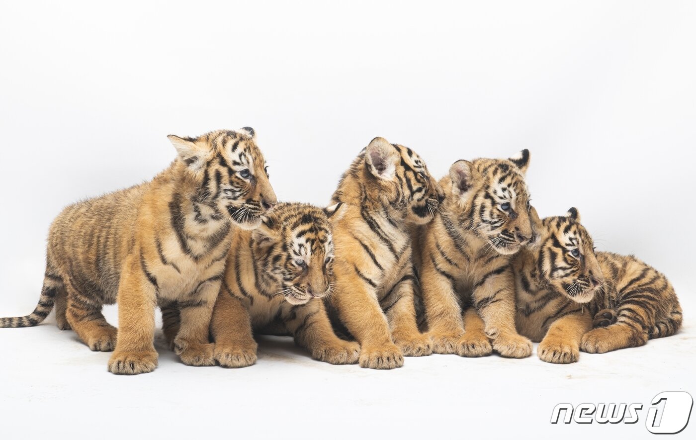 본문 이미지 - 삼성물산 리조트부문이 운영하는 에버랜드는 아기 한국호랑이 5남매를 일반에 공개하고 온라인 투표로 선정된 이름을 30일 발표했다. 이름은 아름·다운·우리·나라·강산이다.(에버랜드 제공) 2021.9.30/뉴스1
