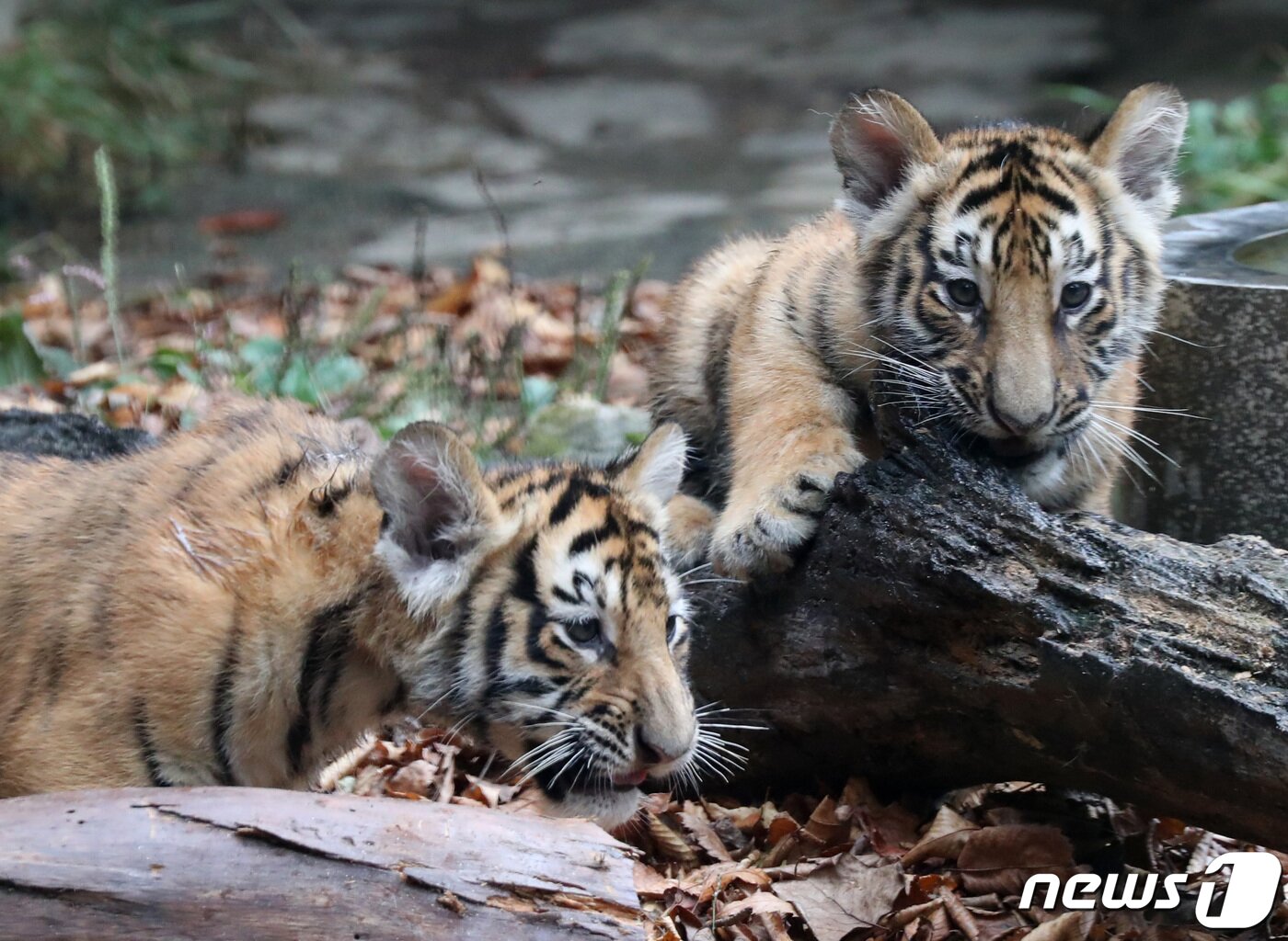 본문 이미지 - 에버랜드가 아기 호랑이 오둥이를 언론에 최초 공개한 30일 오전 경기도 용인시 처인구 에버랜드에서 아기 호랑이 아름·다운·우리·나라·강산이 힘차게 뛰어놀고 있다. 2021.9.30/뉴스1 ⓒ News1 김영운 기자