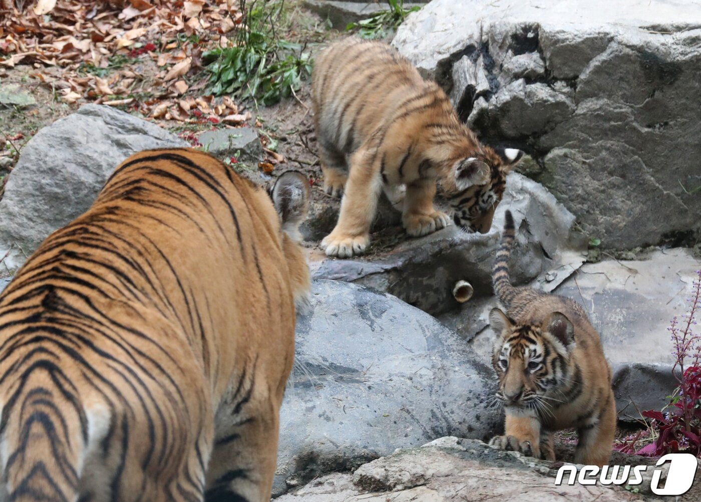 본문 이미지 - 에버랜드가 아기 호랑이 오둥이를 언론에 최초 공개한 30일 오전 경기도 용인시 처인구 에버랜드에서 아기 호랑이 아름·다운·우리·나라·강산이 힘차게 뛰어놀고 있다. 2021.9.30/뉴스1 ⓒ News1 김영운 기자