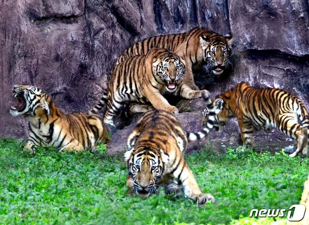 (평양 노동신문=뉴스1) = 북한 조선노동당 기관지 노동신문은 5일 "중앙동물원에서 올해도 많은 동물들이 새끼를 쳐 식구들이 늘어났다"며 "그 중엔 조선범도 있다"고 보도했다. 신 …