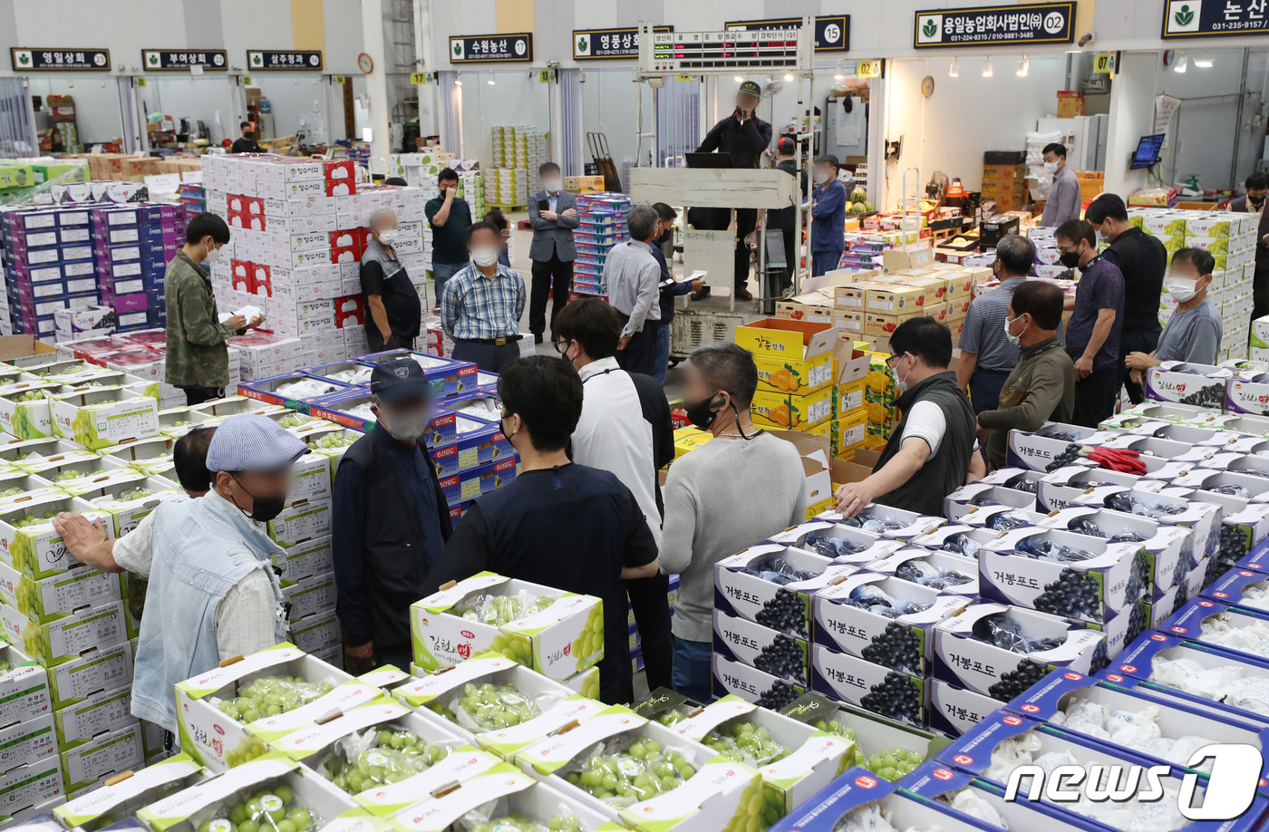 (수원=뉴스1) 김영운 기자 = 민족 대명절 추석을 10여일 앞둔 8일 오전 경기도 수원시 권선구 수원농수산물도매시장 과일동에서 과일 경매가 이뤄지고 있다. 2021.9.8/뉴스1 …