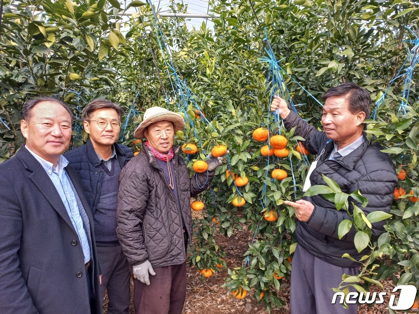 본문 이미지 - 전남대 연구팀이 10일 제주시 조천읍 와산리에 자리한 서진이네농장에서 레드향 작황상태를 살펴보고 있다. 왼쪽부터 한연수 전남대친환경농업연구소 소장, 오상민 소일테크 대표, 고용운 농장 대표, 김길용 전남대 교수. ⓒ News1